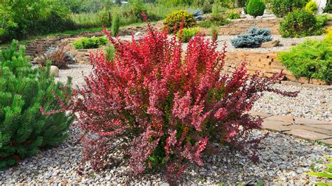 barberry shrub care.